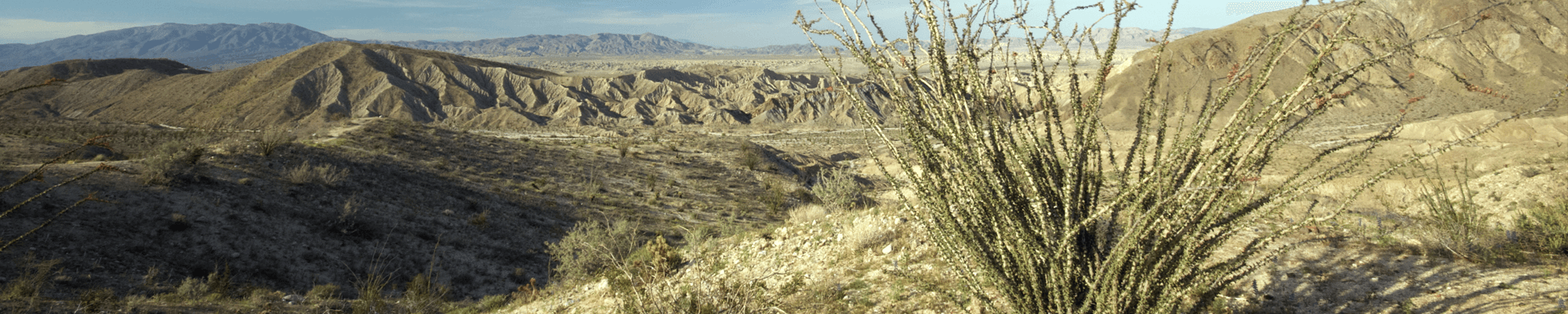 overlook of California desert with plant in front
